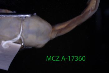 Media type: image;   Herpetology A-17360 Description: Specimen photo;  Aspect: vent